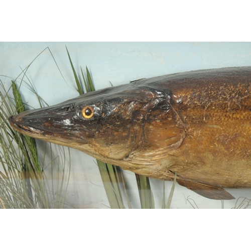 1430 - A GOOD GLAZED SPECIMEN OF A PIKE. Signed.  32ins long.