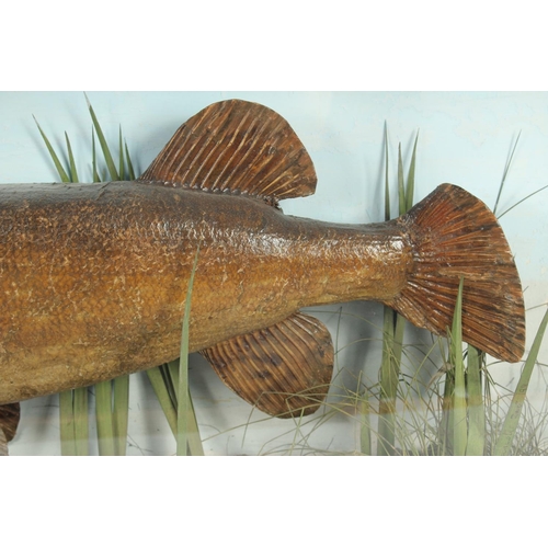 1430 - A GOOD GLAZED SPECIMEN OF A PIKE. Signed.  32ins long.