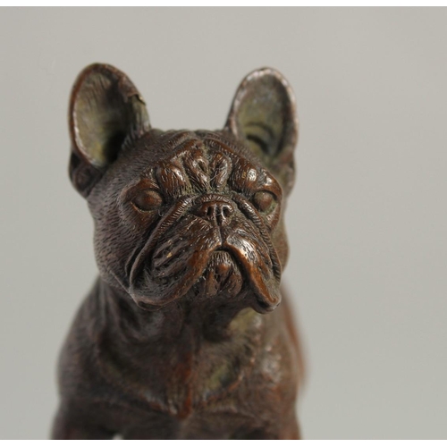 1539 - A BRONZE BULLDOG