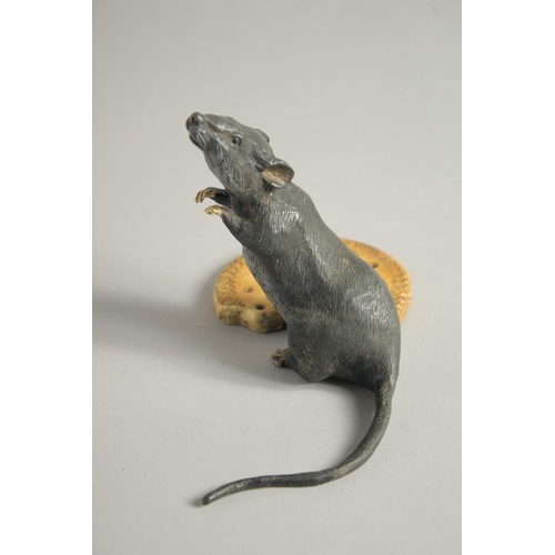 1568 - A COLD CAST MODEL OF A RAT standing beside a biscuit. 4.5ins high.