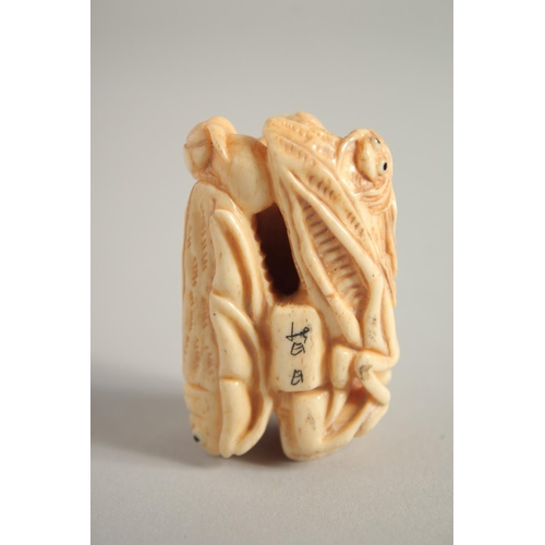 1582 - A CARVED BONE BUG NETSUKE. Signed, 1.75ins.