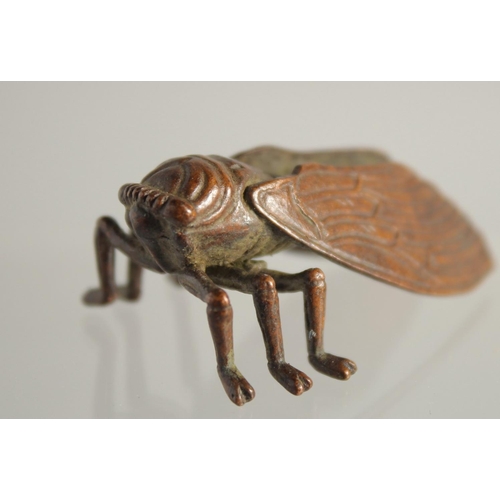 1592 - A JAPANESE BRONZE FLY. 2ins long.