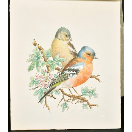 152 - Ella Bruce (20th Century) Chaffinch on a branch, watercolour, signed in pencil, 9