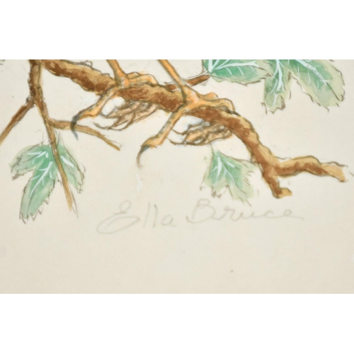 152 - Ella Bruce (20th Century) Chaffinch on a branch, watercolour, signed in pencil, 9