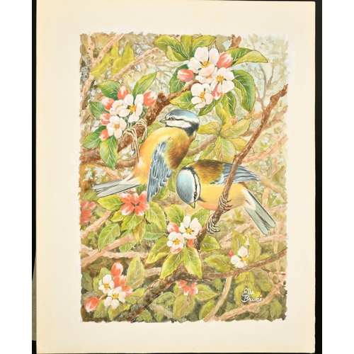 155 - Ella Bruce (20th Century, Bluetits and blossom, watercolour, signed, 9.5