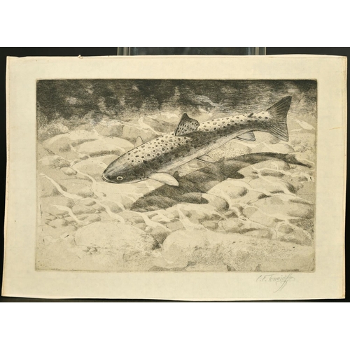 79 - Charles Tunnicliffe, Rainbow Trout, etching, signed in pencil, 6