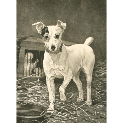 91 - Thomas Blinks, etching of a Jack Russell terrier, 23.5