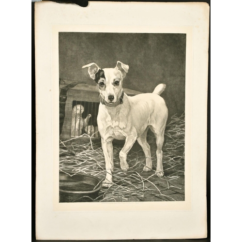 91 - Thomas Blinks, etching of a Jack Russell terrier, 23.5