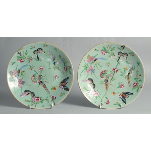 72 - A PAIR OF CHINESE FAMILLE ROSE PLATES, painted with birds and butterflies, (af), 25.5cm diameter.