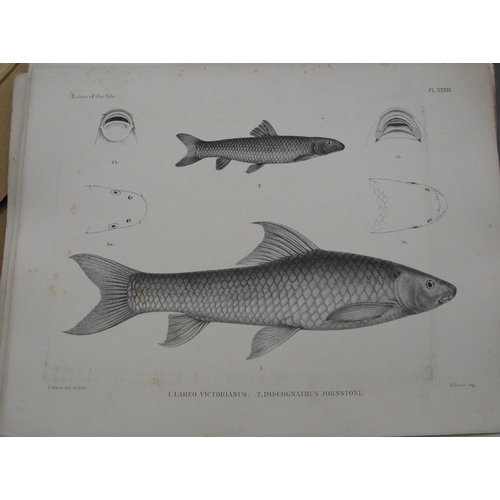 147 - [PISCATORIA] coll'n of 48 prints, of FISH, mainly lithos of 