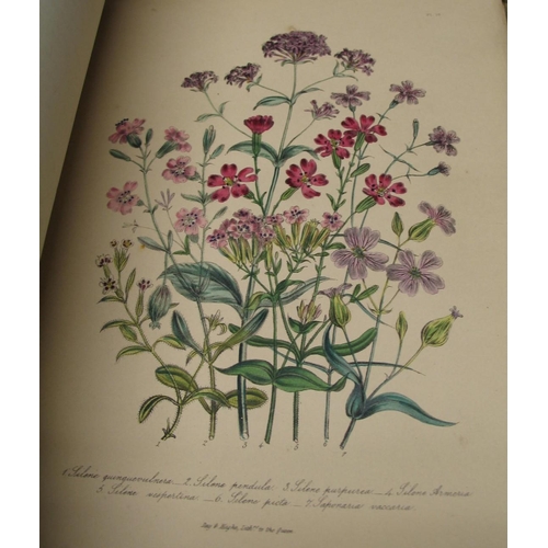 413 - LOUDON (Mrs) Ladies' Flower-Garden of Ornamental Annuals, 4to, 12 only of 48 plates, cloth (spring g... 