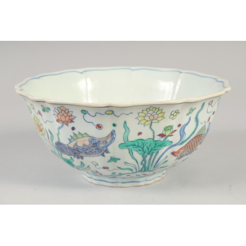 1142 - A CHINESE DOUCAI PORCELAIN PETAL FORM BOWL painted with fish and aquatic flora. 23xm diameter.