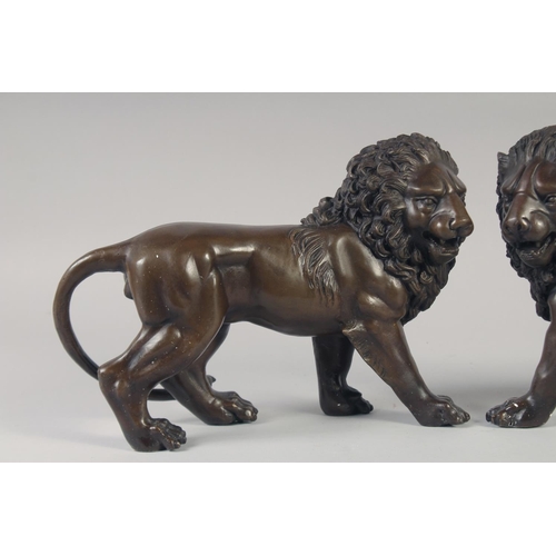 1212 - A GOOD PAIR OF BRONZE LIONS. 12ins long.