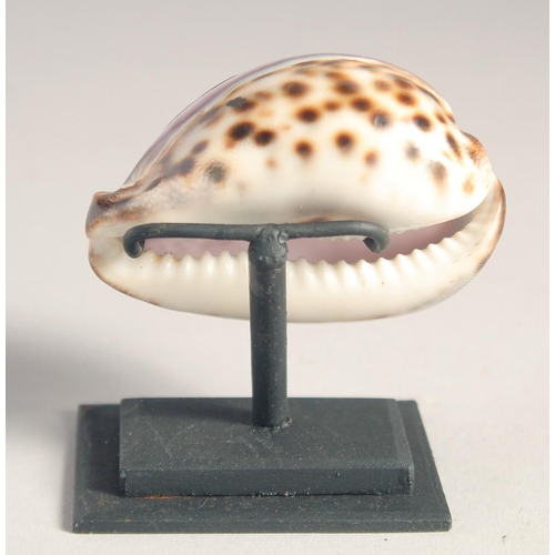 1360 - A COWRIE SHELL ON A STAND, engraved with dolphins. 2ins x 2.5ins