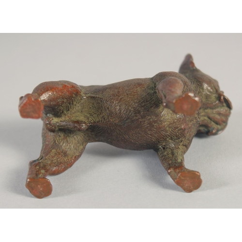 1392 - A SMALL AUSTRIAN BRONZE PUG DOG. 2.5ins long.