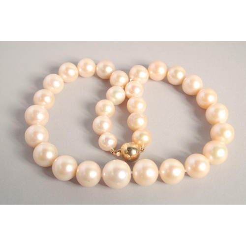 1550 - A ROW OF THIRTY ONE GRADUATED SOUTH SEA PEARLS with gold clasp.