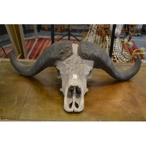 331 - A large water buffalo skull with horns.