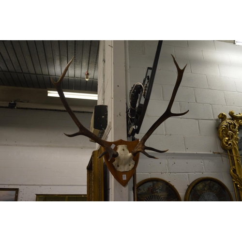 347 - A part skull with antlers mounted on a shield shaped plaque.