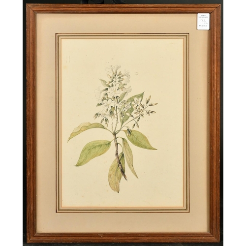 173 - A collection of nine late 19th Century botanical studies, watercolour, all around 11