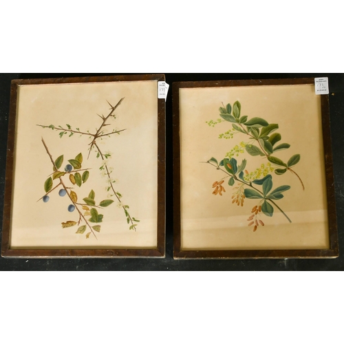 173 - A collection of nine late 19th Century botanical studies, watercolour, all around 11