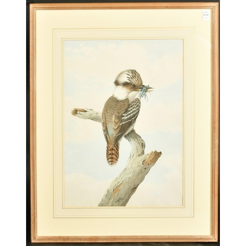 208 - Neville Henry Cayley (1853-1903) Australian, A Kookaburra sitting on a branch with a caught insect i... 