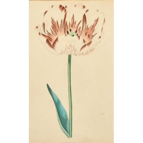 32 - A set of four 19th Century hand-coloured engravings of tulips, each 9.5