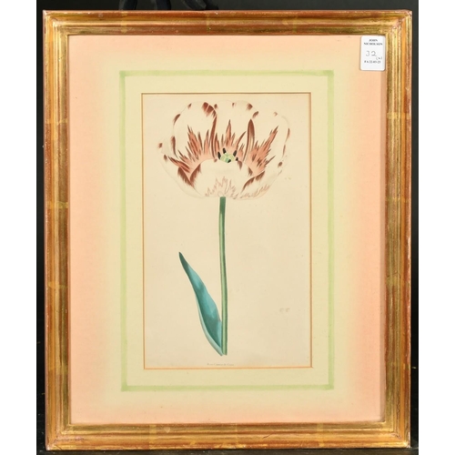 32 - A set of four 19th Century hand-coloured engravings of tulips, each 9.5