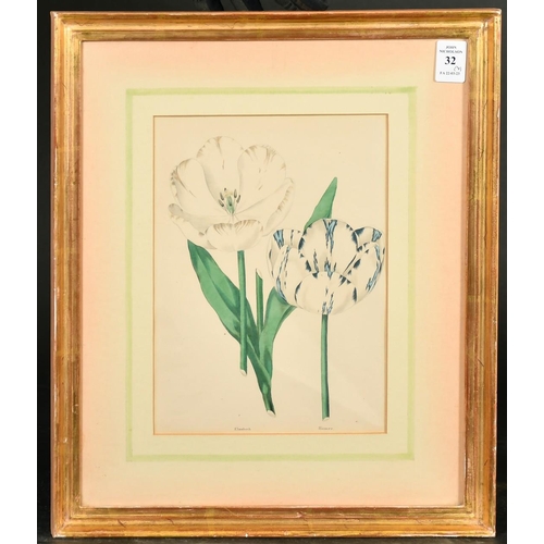 32 - A set of four 19th Century hand-coloured engravings of tulips, each 9.5