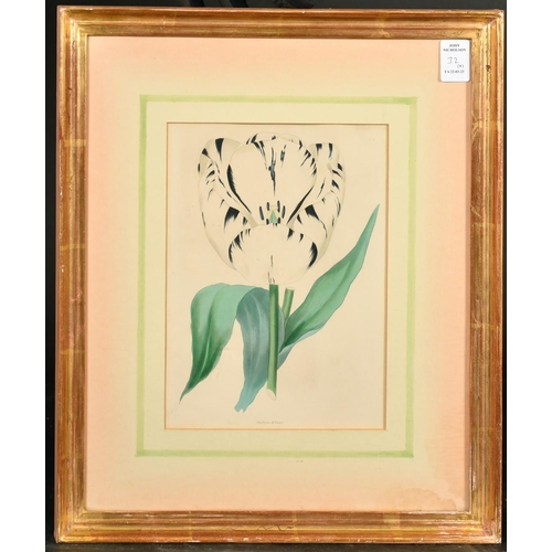 32 - A set of four 19th Century hand-coloured engravings of tulips, each 9.5