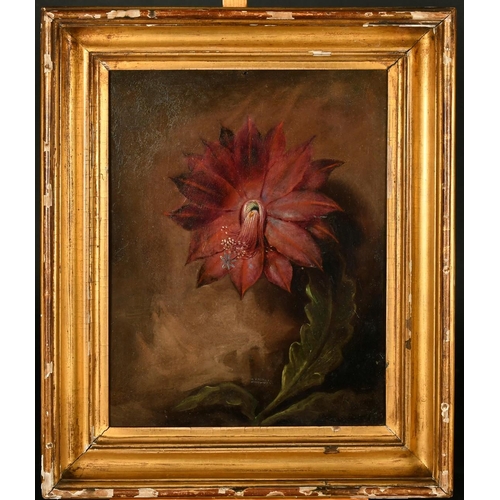 396 - 19th Century, a study of a flower, oil on copper, 12.5