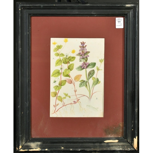 77 - C. F. Newall (Circa 1910), a set of eight botanical watercolours, each signed, 9