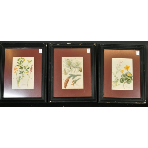 77 - C. F. Newall (Circa 1910), a set of eight botanical watercolours, each signed, 9