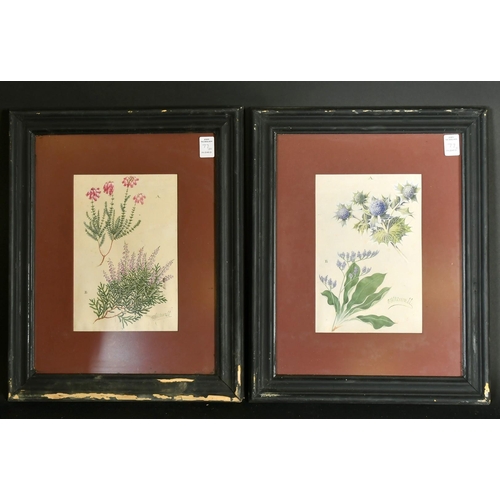 77 - C. F. Newall (Circa 1910), a set of eight botanical watercolours, each signed, 9