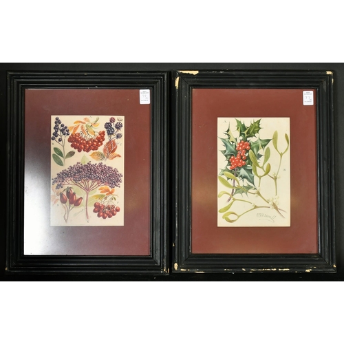 77 - C. F. Newall (Circa 1910), a set of eight botanical watercolours, each signed, 9