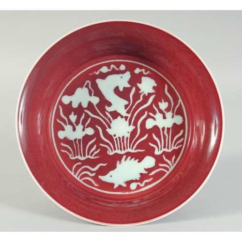 46 - A CHINESE IRON RED PORCELAIN BOWL, with incised white fish and aquatic flora to the centre, six-char... 