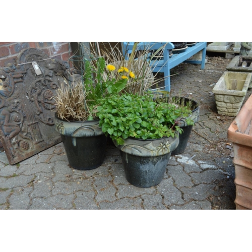 33 - A set of four glazed plant pots containing shrubs and plants.