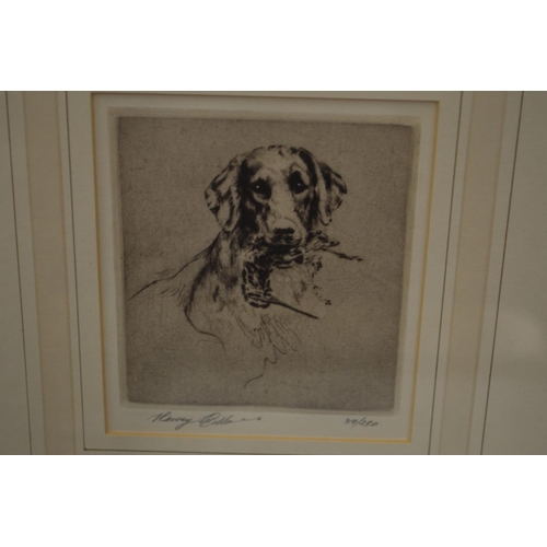 468 - Henry Williamson, Retriever with snipe, pencil signed, limited edition print.