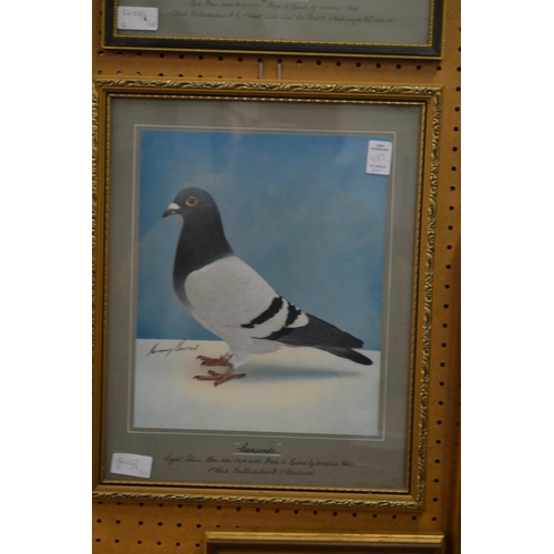 483 - A pair of painted photographs of prize racing pigeons.