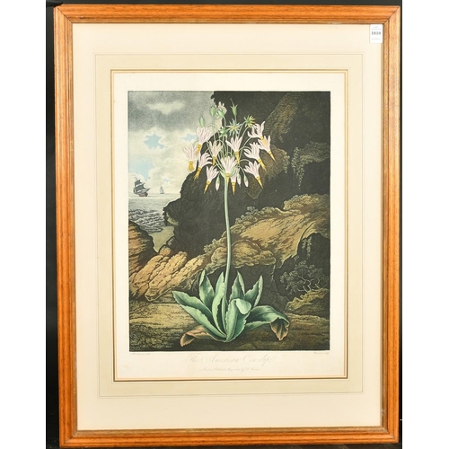 50 - Robert John Thornton (1768-1837), from 'The Temple of Flora', after Henderson, 'The American Cowslip... 