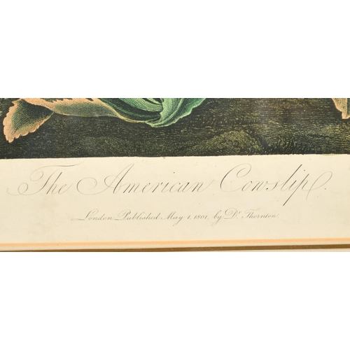 50 - Robert John Thornton (1768-1837), from 'The Temple of Flora', after Henderson, 'The American Cowslip... 