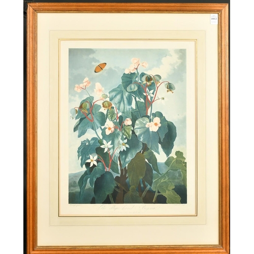 51 - Robert John Thornton (1768-1837), from 'The Temple of Flora', after Reinagle, 'The Oblique-Leaved Be... 