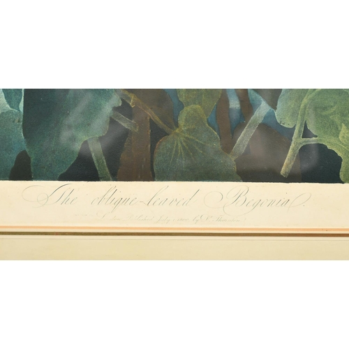 51 - Robert John Thornton (1768-1837), from 'The Temple of Flora', after Reinagle, 'The Oblique-Leaved Be... 