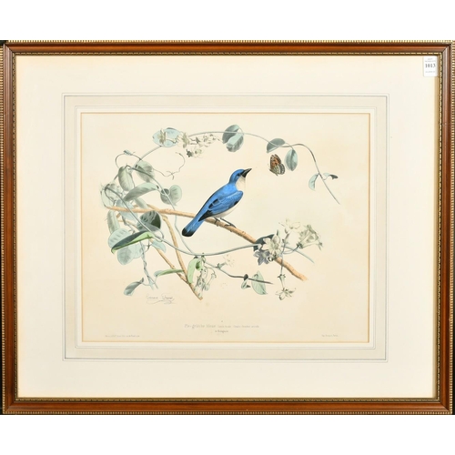 52 - Edouard Travies (19th Century) French, 'Pie-Grieche Bleue de Madagascar', hand-coloured lithograph, ... 
