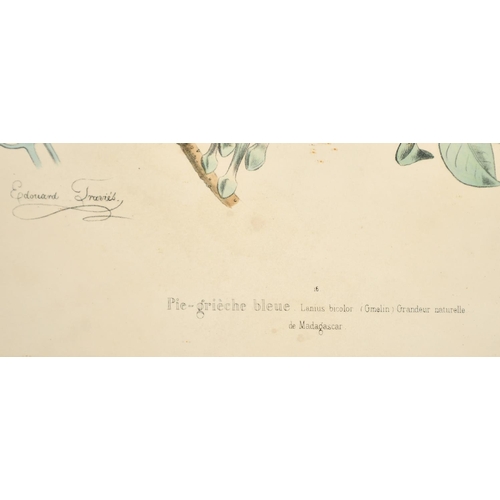 52 - Edouard Travies (19th Century) French, 'Pie-Grieche Bleue de Madagascar', hand-coloured lithograph, ... 