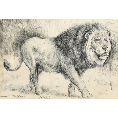 190 - Raoul Millais, 'Saved', study of a lion, charcoal, signed and inscribed, 6.75
