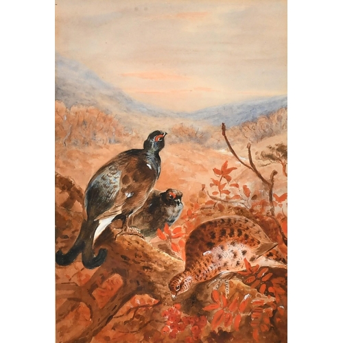 201 - Early 20th Century, Black Grouse sitting on a tree branch and Black Grouse standing at the top of a ... 