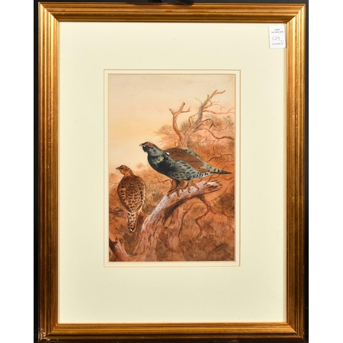 201 - Early 20th Century, Black Grouse sitting on a tree branch and Black Grouse standing at the top of a ... 
