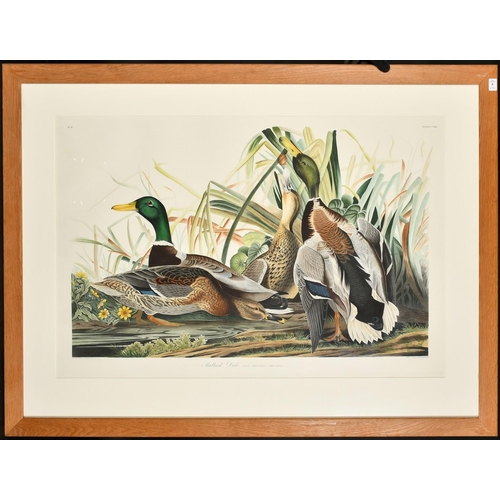 8 - After John James Audubon, 'Mallard Duck', a hand coloured engraving, edition CAMNH 1985, edition no ... 