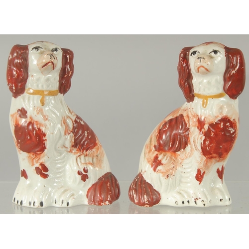 1067 - A SMALL PAIR OF STAFFORDSHIRE KING CHARLES SPANIELS 3.75ins high.