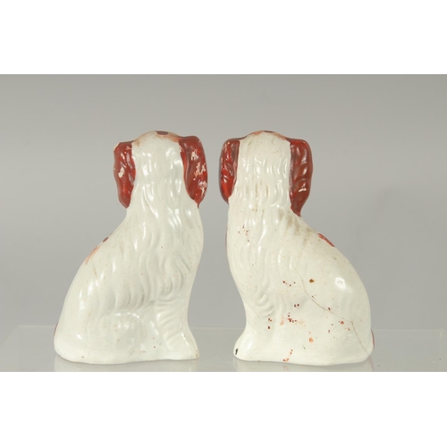 1067 - A SMALL PAIR OF STAFFORDSHIRE KING CHARLES SPANIELS 3.75ins high.